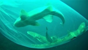 Bamboo Shark Release before COVID-19 Closure