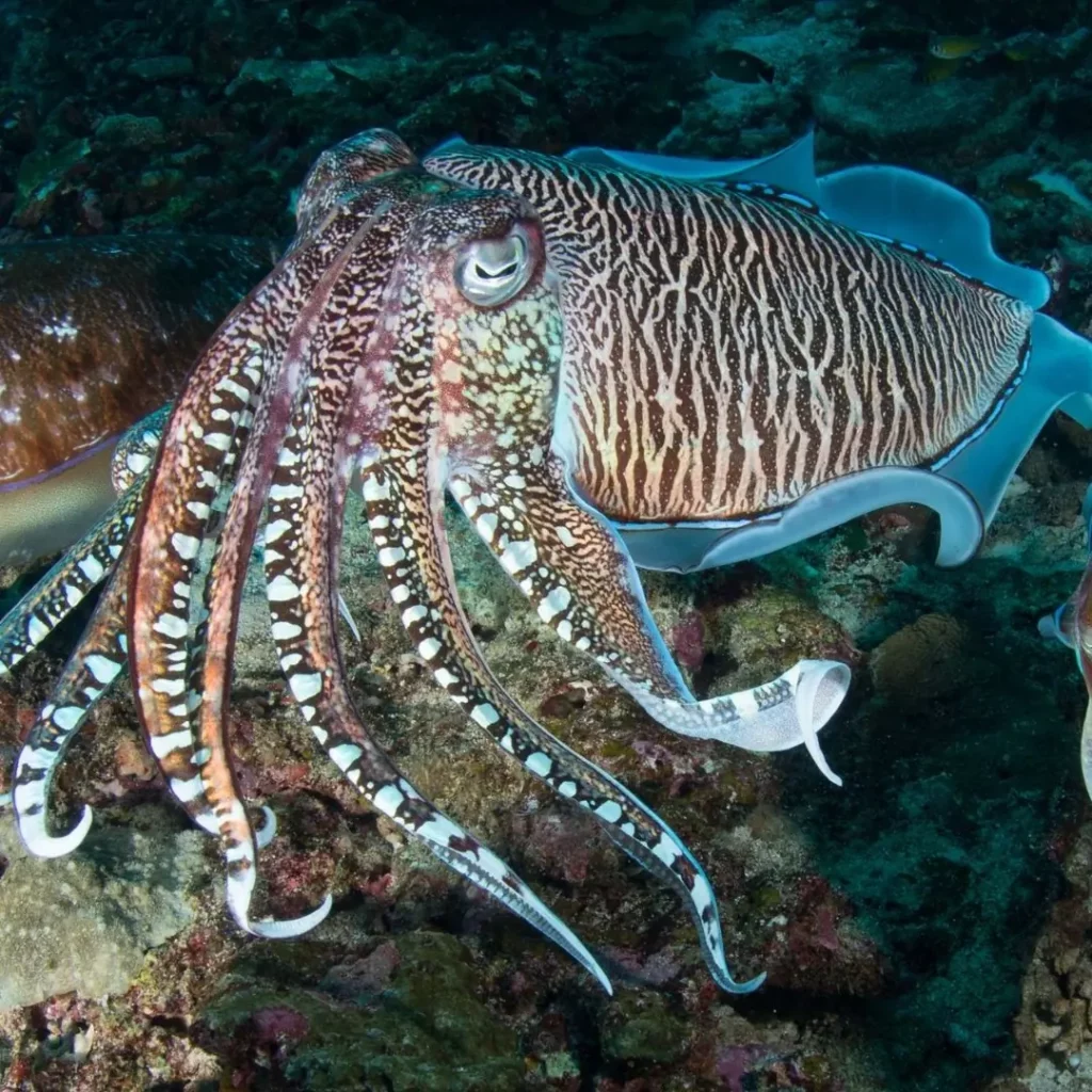 Scuba Diving in Pattaya