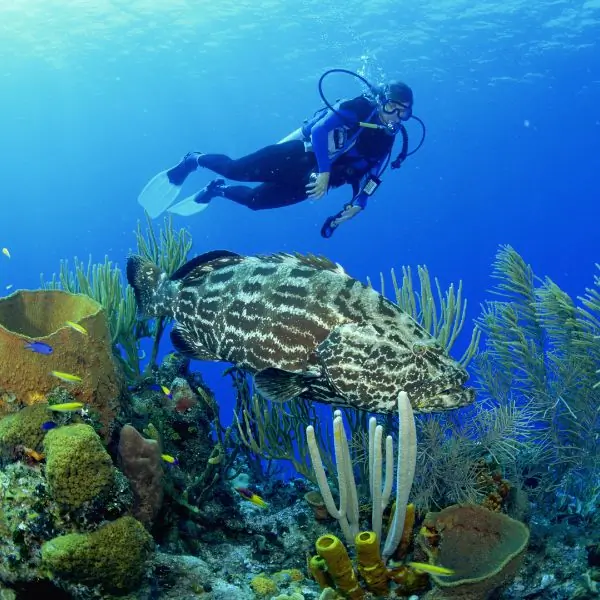 Try Scuba Diving