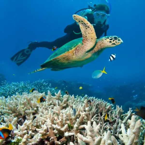 PADI Discover Scuba Diving for Uncertified Divers