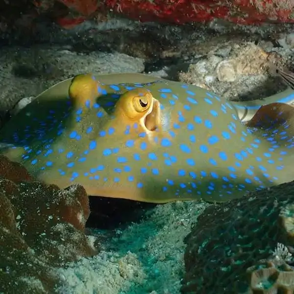 Hardeep Wreck - Blue dotted sting ray