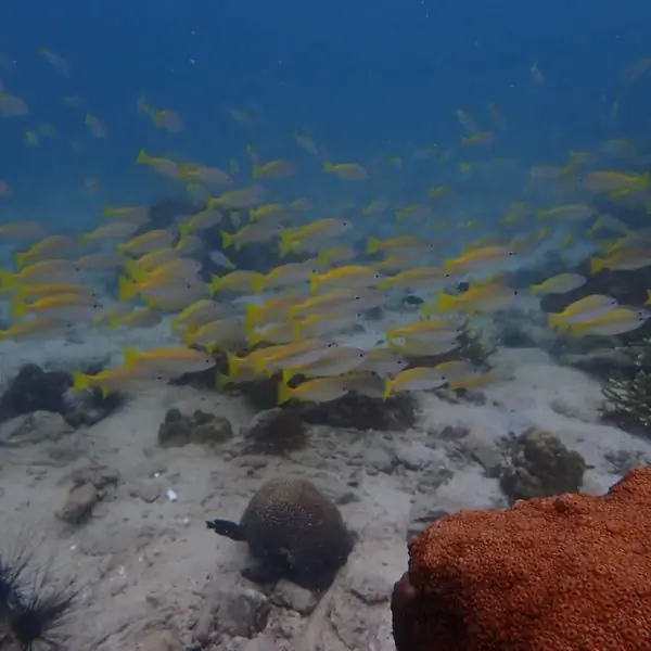 Hardeep Wreck - fish school