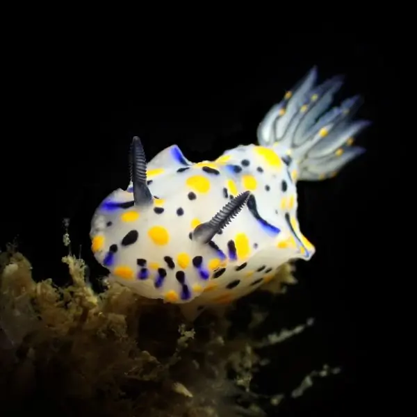 Hardeep Wreck - nudi branch