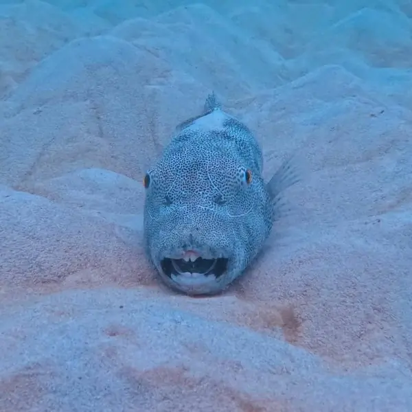 Hardeep Wreck - puffer fish