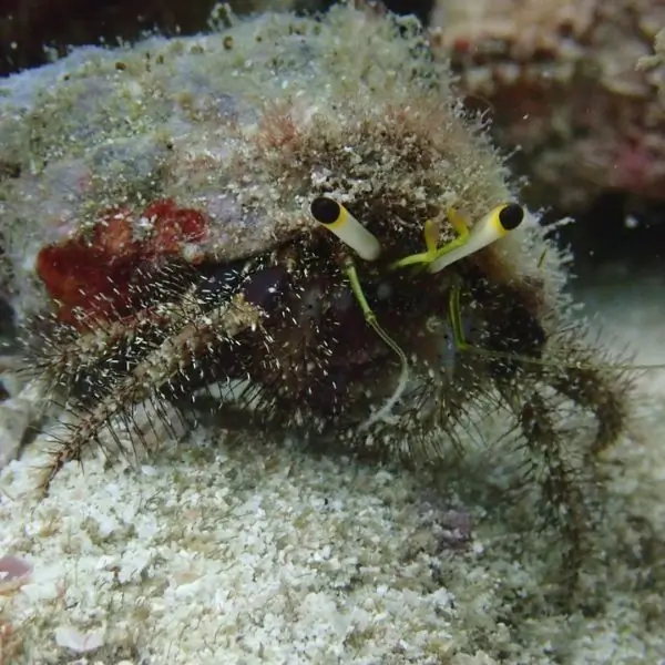 Hardeep Wreck - crab