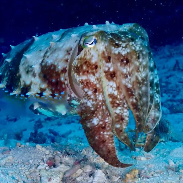 Hardeep Wreck - cuttlefish